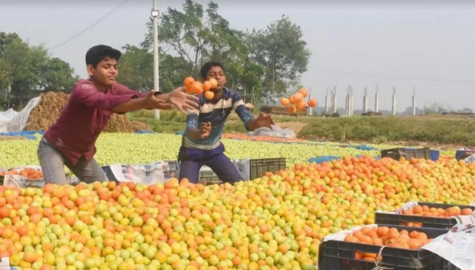 Tomato farming elevates farmers’ living condition in Rajshahi