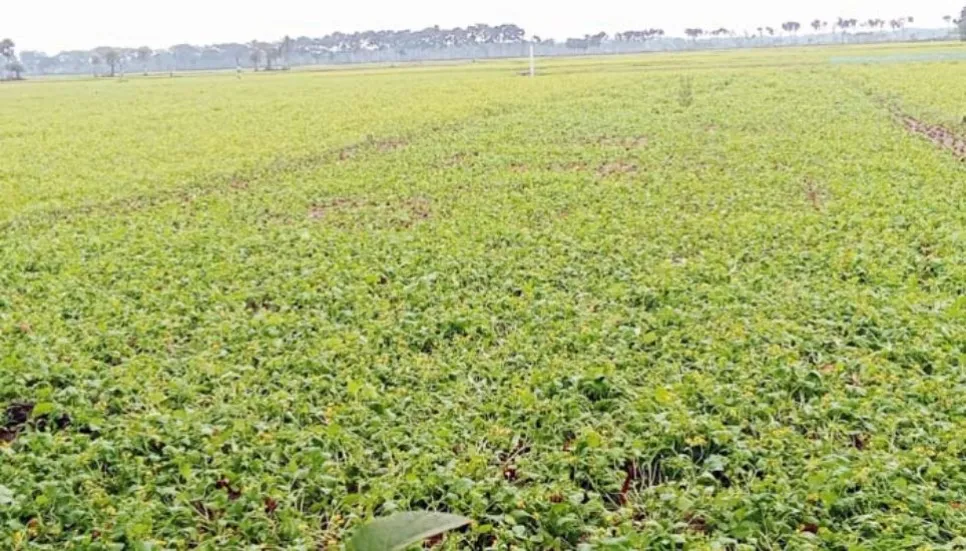 Rainfall threatens mustard crop in Jashore