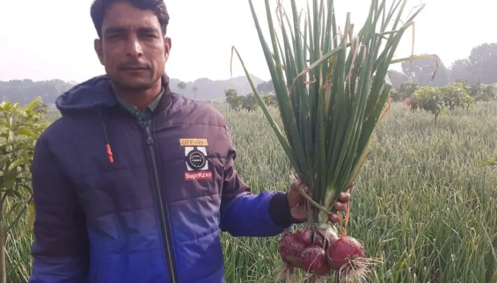 Chapainawabganj farmers benefit from summer onion harvest