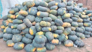 Pumpkin cultivation benefits marginal farmers of char areas