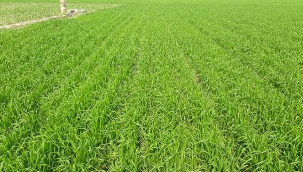 Record 5.64 lakh tonnes wheat yield likely in Rajshahi