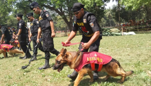 BGB deploys dog squad centring 31st night, polls