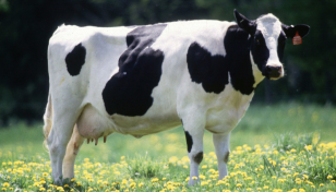 China says it successfully cloned ‘super cows’