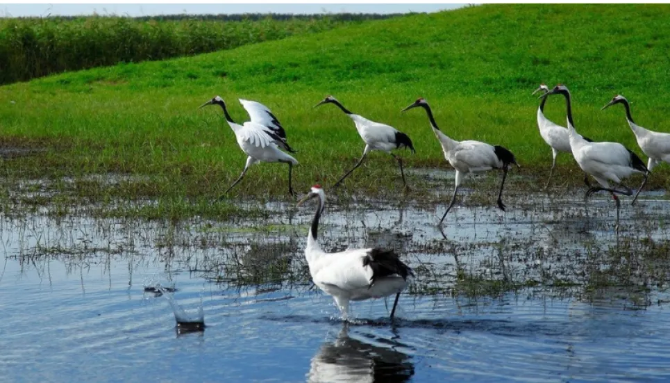 Revive, restore wetlands, home to 40% of all biodiversity: UN