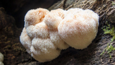 Lion's mane mushroom can improve memory: Study