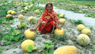 Vegetables keep Rangpur region's economy vibrant 