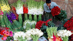 Flower growers in Bogura expect Tk1cr sales