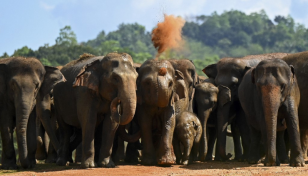 Sri Lanka bans single-use plastics to save elephants