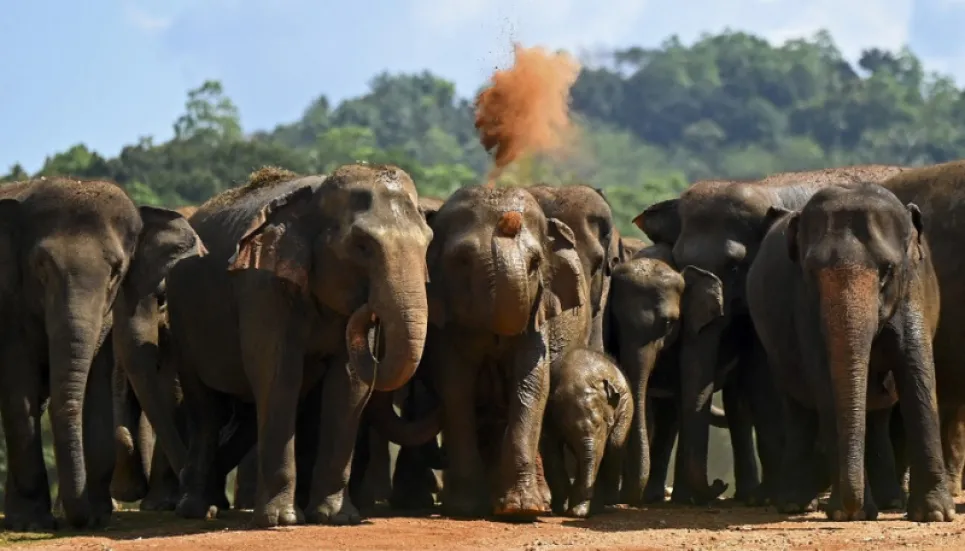 Sri Lanka bans single-use plastics to save elephants