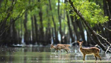 Speakers for nature-based solutions for resilience in Sundarbans