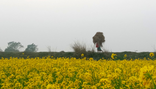 Mustard farmers in Madaripur eye huge profit this year