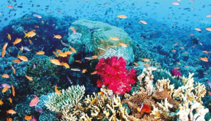 UN ocean treaty talks resume with goal to save biodiversity