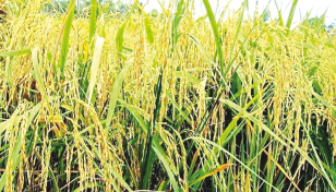 BRRI develops apps to quick identify rice plant disease