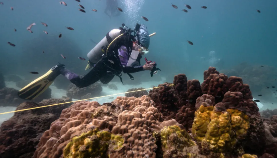 Coral bleaching causing unnecessary fish fights