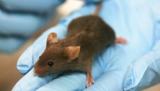 Old mice grow young again in study. Can people do the same?