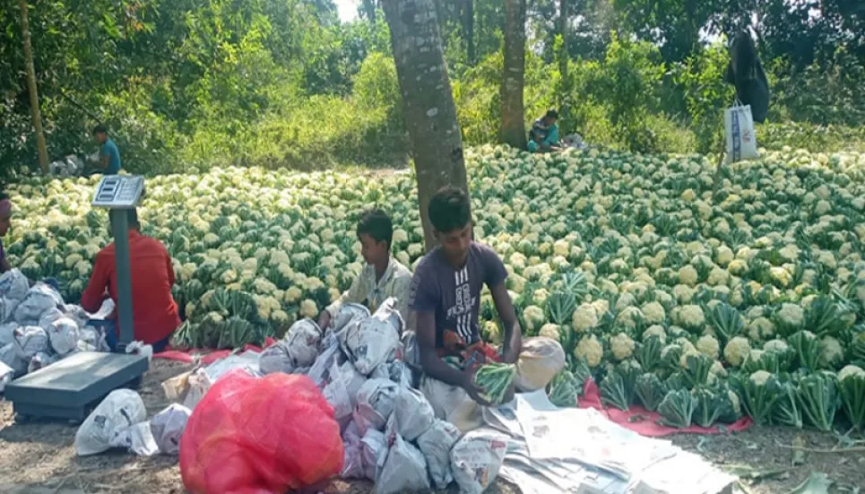 Cauliflower farming contributes to improving farmers' living in Rajshahi