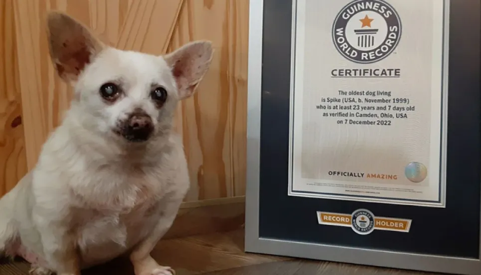 Spike, officially the world’s oldest living dog
