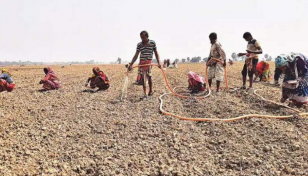 Barguna farmers busy in watermelon cultivation