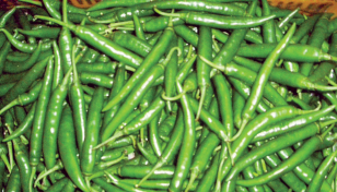 Green chilli prices hit Tk1,000/kg in Ctg