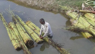 Jute harvesting begins in Panchagarh