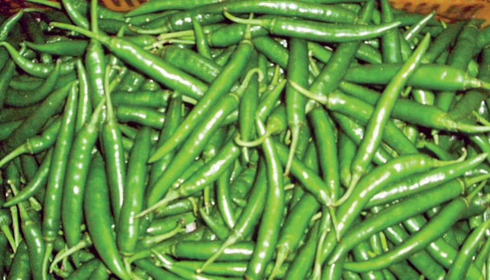 Green chilli prices hit Tk1,000/kg in Ctg