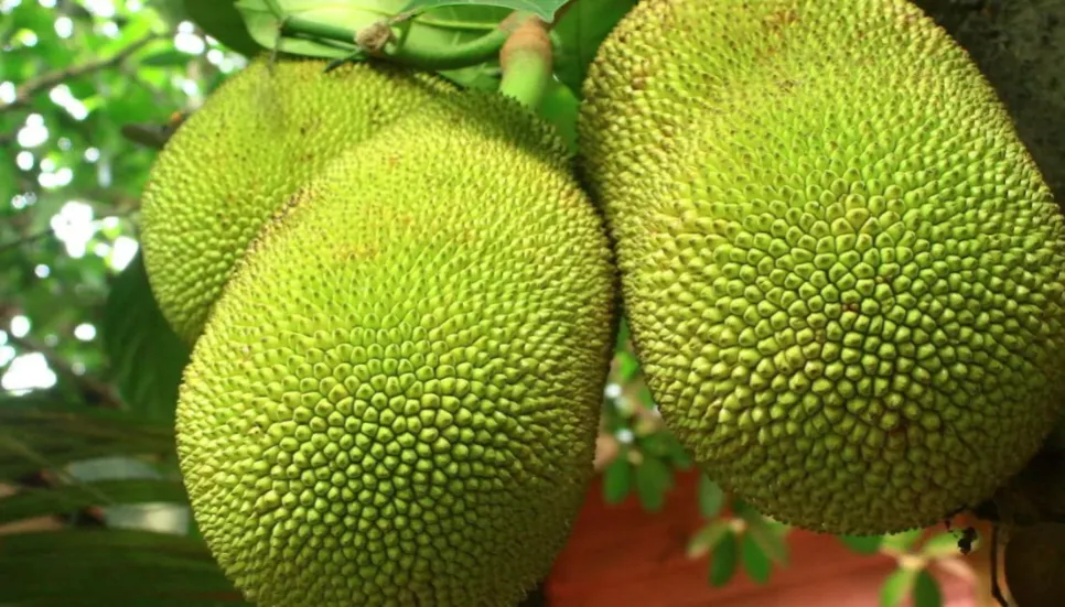 Sunamganj clash over jackfruit auction leaves 4 dead