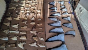 Panama seizes six tonnes of illegally traded shark fins