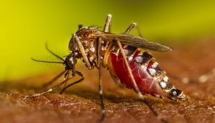 Brazil passes 1m cases of dengue fever