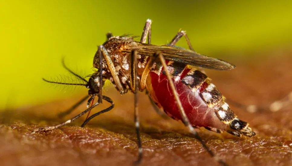 Dengue toll at 1,643 as 2 more die in 24hrs