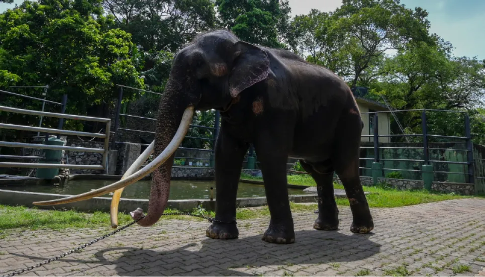 Neglected elephant touches down in Thai homeland after flight