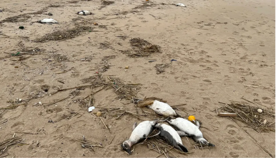 Around 2,000 penguins wash up dead on Uruguay coast