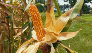 62,429 tonnes of summer maize likely in Rajshahi