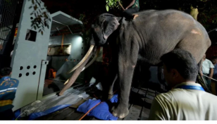 Thai elephant flown home after alleged abuse in Sri Lanka