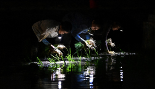 Vietnam farmers planting in the dark as heatwave looms