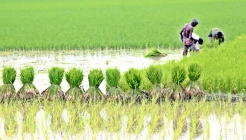 11,000 Bhola farmers to get incentive for Aman farming