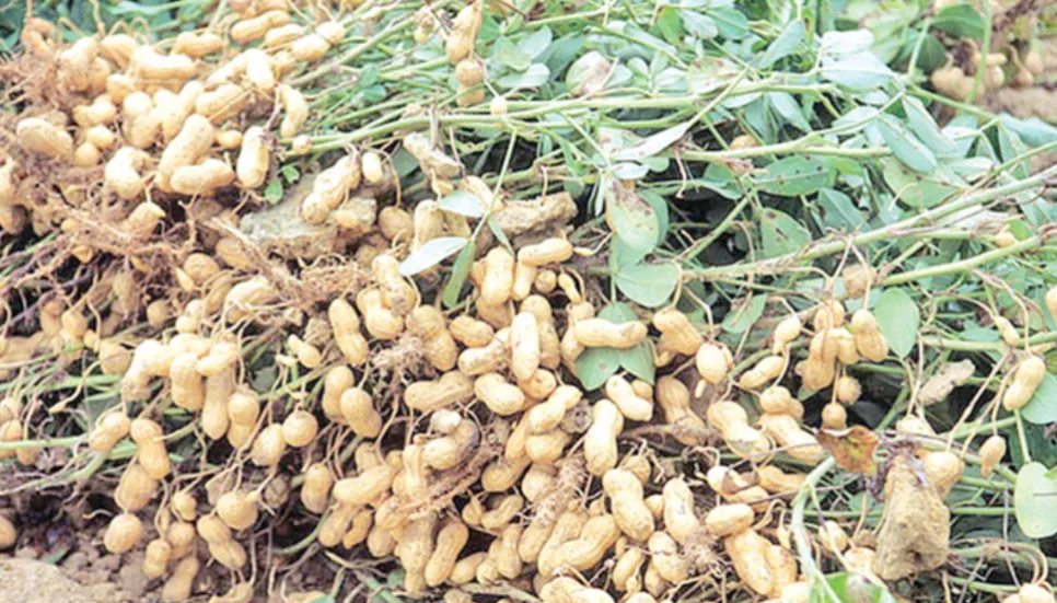 Groundnut cultivation gaining popularity in Panchagarh