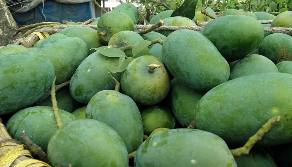 Fazli mango trading gains momentum in Rajshahi