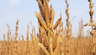 Sesame harvesting goes on in full swing in Manikganj