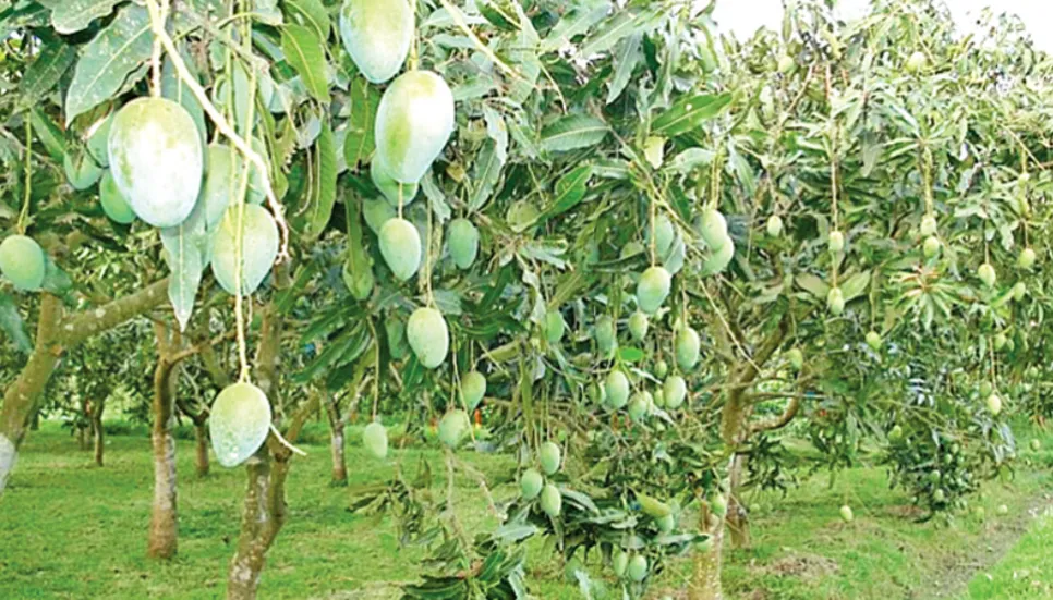 Mango intercropping becomes boon for Rajshahi farmers