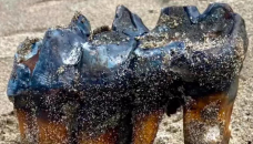 Mastodon tooth found on beach in US town
