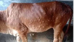 Lumpy skin disease kills around 300 cows in Sylhet