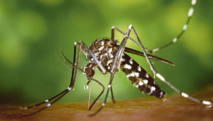 2 more dengue patients die in 24 hours