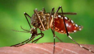 Bangladesh reports 96 more dengue cases