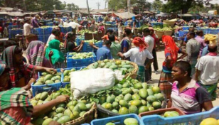 Mango business gains momentum in Rajshahi