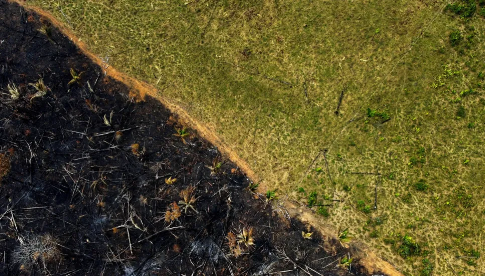 Brazilian Amazon deforestation falls 31% under Lula