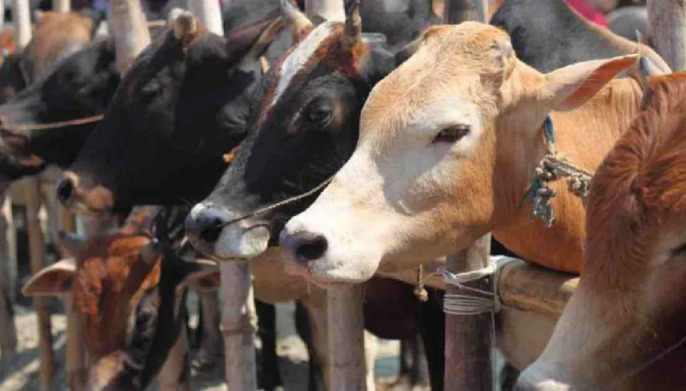 Eid-ul-Azha: Cumilla to have surplus of 8,606 sacrificial animals