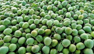 Sheikh Hasina sends mangoes to Indian President, PM