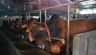 Eid-ul-Azha: 1,76,690 sacrificial animals ready in C'ganj