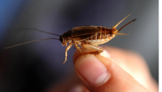 US town bowled over by invasion of crickets