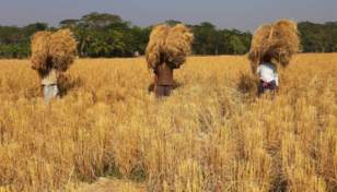 1,050 Cumilla farmers incentivised for Aman cultivation